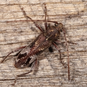 Phacodes personatus at Melba, ACT - 10 Jan 2021