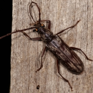 Pachydissus sp. (genus) at Melba, ACT - 10 Jan 2021