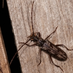 Pachydissus sp. (genus) at Melba, ACT - 10 Jan 2021