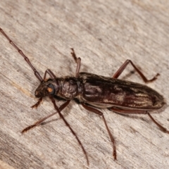 Pachydissus sp. (genus) at Melba, ACT - 10 Jan 2021 09:51 PM