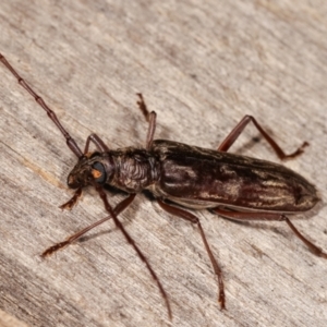 Pachydissus sp. (genus) at Melba, ACT - 10 Jan 2021