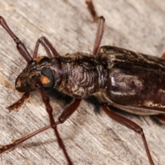 Pachydissus sp. (genus) at Melba, ACT - 10 Jan 2021