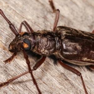 Pachydissus sp. (genus) at Melba, ACT - 10 Jan 2021