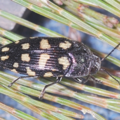 Astraeus crassus (Crassus jewel beetle) at Wyanbene, NSW - 17 Jan 2021 by Harrisi