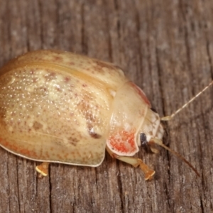 Paropsis sp. (genus) at Melba, ACT - 9 Jan 2021 10:18 PM