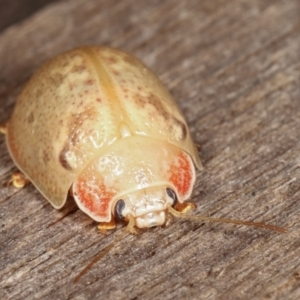 Paropsis sp. (genus) at Melba, ACT - 9 Jan 2021 10:18 PM