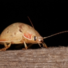 Paropsis sp. (genus) at Melba, ACT - 9 Jan 2021 10:18 PM