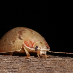 Paropsis sp. (genus) at Melba, ACT - 9 Jan 2021 10:18 PM