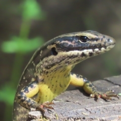 Eulamprus heatwolei (Yellow-bellied Water Skink) at Paddys River, ACT - 19 Jan 2021 by roymcd