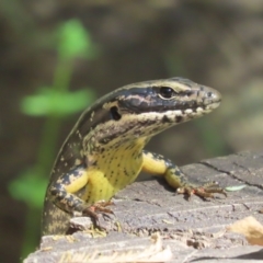 Eulamprus heatwolei at Paddys River, ACT - 19 Jan 2021 03:42 PM