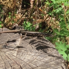 Eulamprus heatwolei at Paddys River, ACT - 19 Jan 2021