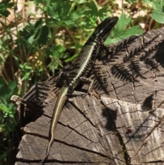 Eulamprus heatwolei at Paddys River, ACT - 19 Jan 2021