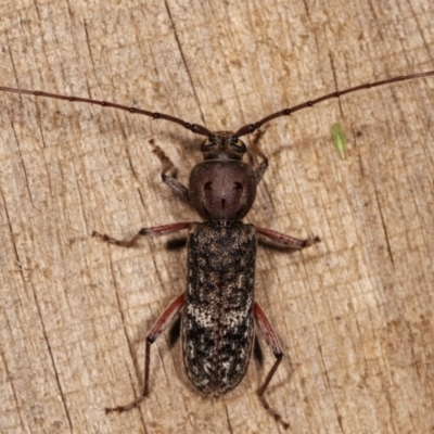 Phacodes obscurus (Longhorn Beetle) at Melba, ACT - 10 Jan 2021 by kasiaaus