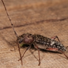 Phacodes obscurus at Melba, ACT - 10 Jan 2021 10:09 PM