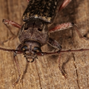 Phacodes obscurus at Melba, ACT - 10 Jan 2021 10:09 PM