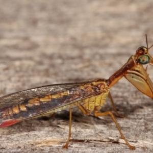 Mantispidae (family) at Melba, ACT - 10 Jan 2021