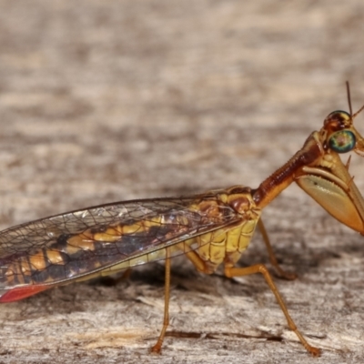 Mantispidae (family) (Unidentified mantisfly) at Melba, ACT - 10 Jan 2021 by kasiaaus