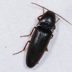 Elateridae (family) (Unidentified click beetle) at Melba, ACT - 10 Jan 2021 by kasiaaus