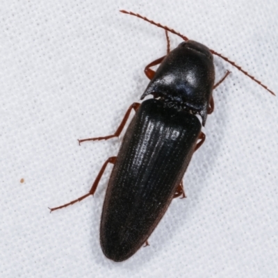 Elateridae (family) (Unidentified click beetle) at Melba, ACT - 10 Jan 2021 by kasiaaus