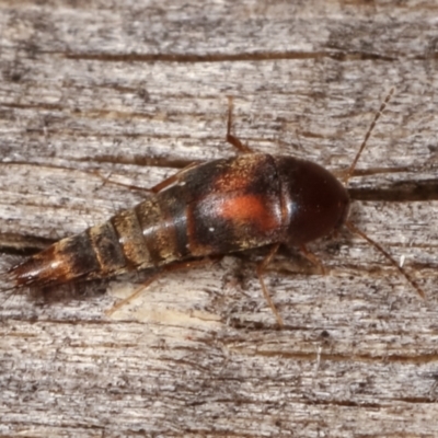 Sepedophilus sp. (genus) (A rove beetle) at Melba, ACT - 10 Jan 2021 by kasiaaus