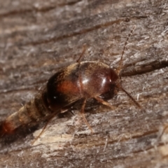 Sepedophilus sp. (genus) at Melba, ACT - 10 Jan 2021