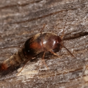 Sepedophilus sp. (genus) at Melba, ACT - 10 Jan 2021 10:01 PM