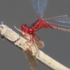 Xanthagrion erythroneurum (Red & Blue Damsel) at Paddys River, ACT - 19 Jan 2021 by roymcd