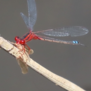 Xanthagrion erythroneurum at Paddys River, ACT - 19 Jan 2021