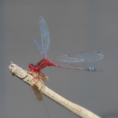 Xanthagrion erythroneurum at Paddys River, ACT - 19 Jan 2021