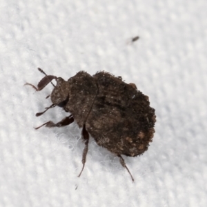 Microchaetes sp. (genus) at Melba, ACT - 10 Jan 2021