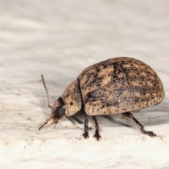 Trachymela sp. (genus) (Brown button beetle) at Melba, ACT - 10 Jan 2021 by kasiaaus