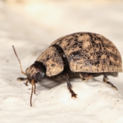 Trachymela sp. (genus) at Melba, ACT - 10 Jan 2021 10:23 PM