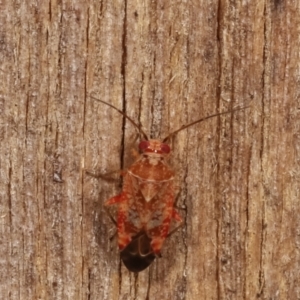 Miridae (family) at Melba, ACT - 10 Jan 2021 10:28 PM