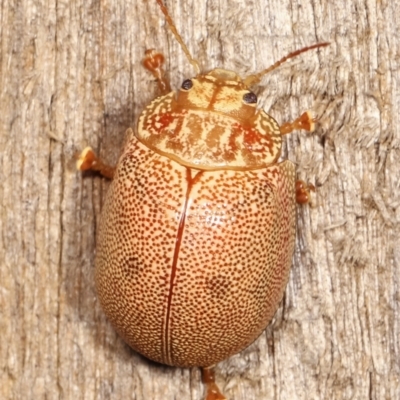 Paropsis atomaria (Eucalyptus leaf beetle) at Melba, ACT - 10 Jan 2021 by kasiaaus