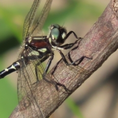 Eusynthemis brevistyla (Small Tigertail) at Tidbinbilla Nature Reserve - 19 Jan 2021 by roymcd