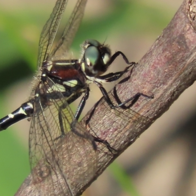 Eusynthemis brevistyla (Small Tigertail) at Paddys River, ACT - 19 Jan 2021 by roymcd