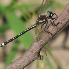 Eusynthemis brevistyla at Paddys River, ACT - 19 Jan 2021 05:33 PM