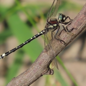 Eusynthemis brevistyla at Paddys River, ACT - 19 Jan 2021 05:33 PM