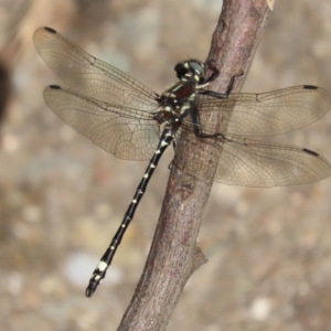 Eusynthemis brevistyla at Paddys River, ACT - 19 Jan 2021 05:33 PM