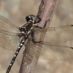 Eusynthemis brevistyla at Paddys River, ACT - 19 Jan 2021 05:33 PM