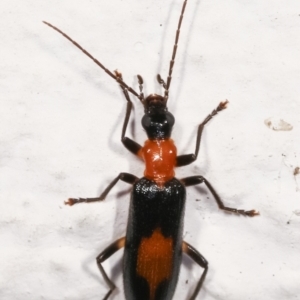 Copidita sloanei at Melba, ACT - 11 Jan 2021 09:57 PM