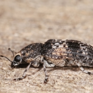 Dendropemon subfasciatus at Melba, ACT - 11 Jan 2021 10:11 PM