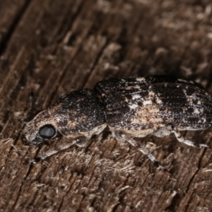 Dendropemon subfasciatus at Melba, ACT - 11 Jan 2021 10:11 PM