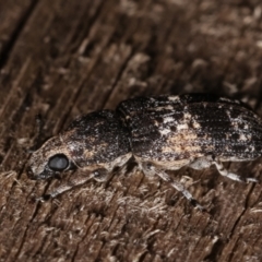 Dendropemon subfasciatus at Melba, ACT - 11 Jan 2021