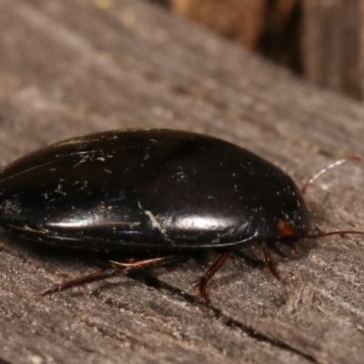 Dytiscidae (family) (Unidentified diving beetle) at Melba, ACT - 11 Jan 2021 by kasiaaus