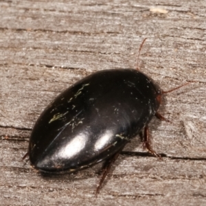 Dytiscidae (family) at Melba, ACT - 11 Jan 2021