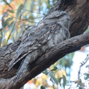 Podargus strigoides at O'Malley, ACT - 17 Jan 2021