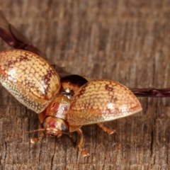 Paropsisterna laesa species complex (Laesa leaf beetle) at Melba, ACT - 11 Jan 2021 by kasiaaus