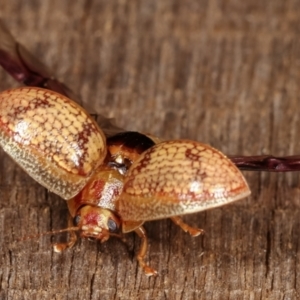 Paropsisterna laesa species complex at Melba, ACT - 11 Jan 2021