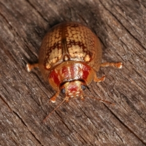 Paropsisterna laesa species complex at Melba, ACT - 11 Jan 2021